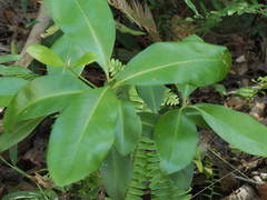 Myrsine cubana