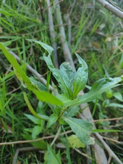 Magnoliopsida