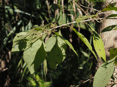 Callicarpa americana