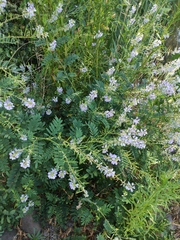 Galega officinalis