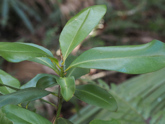Myrsine cubana