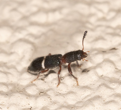 Paratillus carus