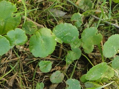 Hydrocotyle ranunculoides
