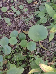 Hydrocotyle ranunculoides