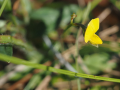Crotalaria rotundifolia