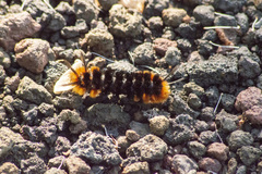 Turuptiana obliqua