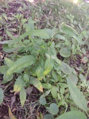 Persicaria