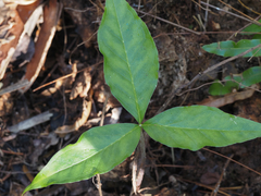 Arisaema acuminatum
