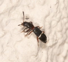 Paratillus carus