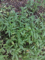 Persicaria