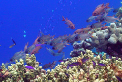 Myripristis violacea