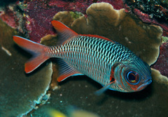 Myripristis violacea