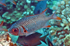 Myripristis violacea