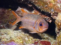 Myripristis violacea
