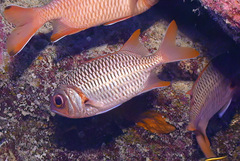Myripristis violacea