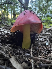 Hygrocybe punicea
