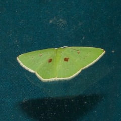 Comostola leucomerata