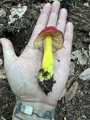 Hygrocybe punicea