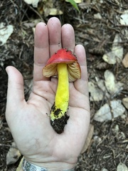 Hygrocybe punicea