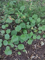 Hydrocotyle ranunculoides