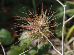 Tillandsia setacea