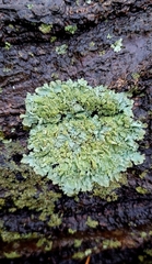 Crespoa crozalsiana