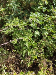 Rubus ulmifolius