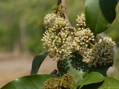 Ixora pavetta