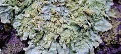 Crespoa crozalsiana