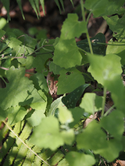 Mikania cordifolia