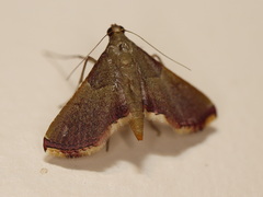 Endotricha approximalis