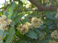 Ixora pavetta
