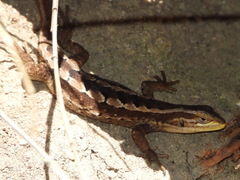 Liolaemus cyanogaster