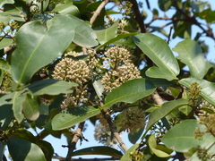 Ixora pavetta
