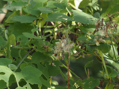 Mikania cordifolia