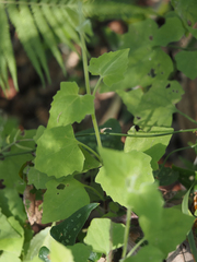 Mikania cordifolia