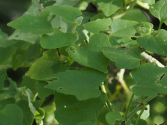 Mikania cordifolia