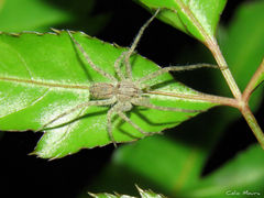 Paradossenus longipes