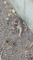 Philander opossum