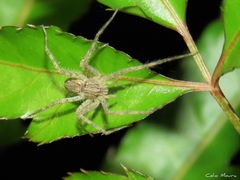 Paradossenus longipes