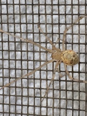 Cryptachaea gigantipes