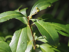 Ardisia