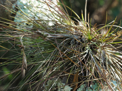 Tillandsia setacea