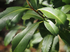 Ardisia