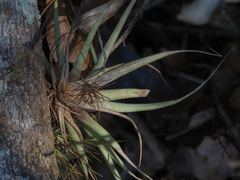 Tillandsia utriculata