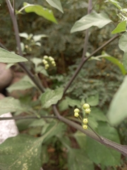 Solanum scabrum