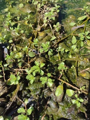 Ludwigia peploides