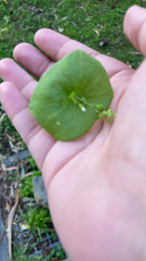 Claytonia perfoliata