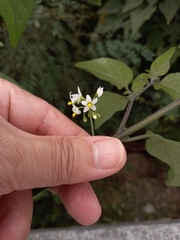 Solanum scabrum