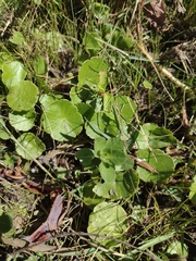 Ludwigia peploides